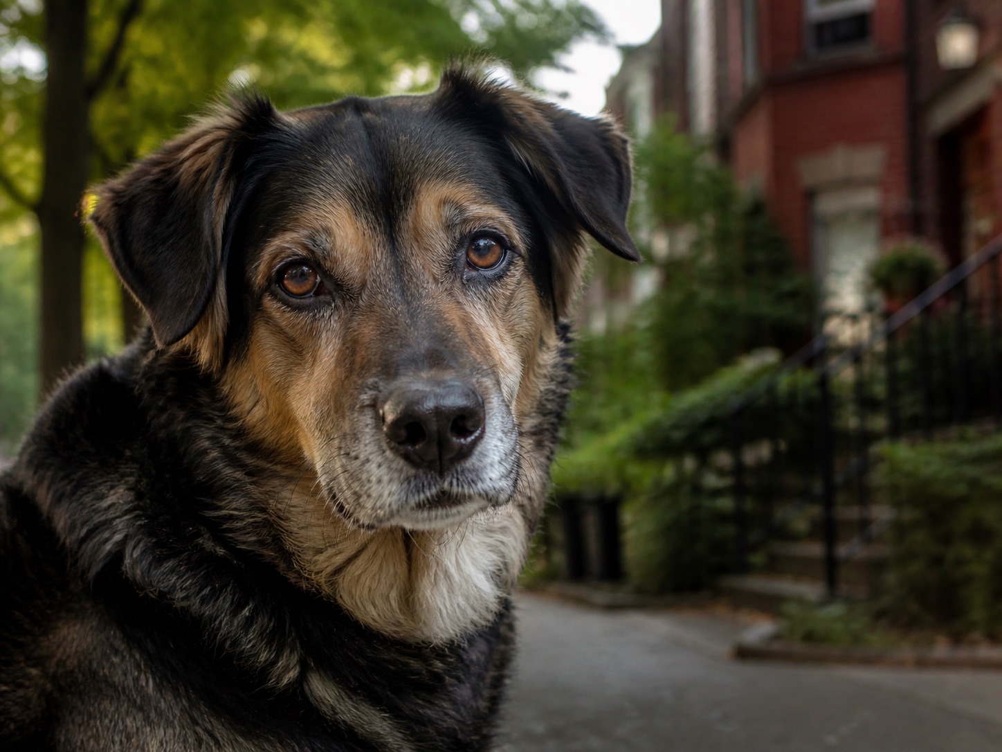 A dog looking toward the camera on a Toronto neighbourhood street
